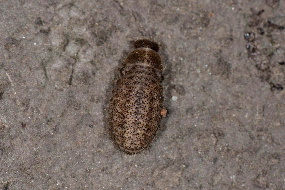 Galeruca interrupta?       No, Galeruca pomonae